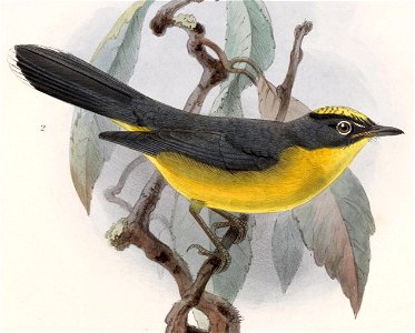 English:  « Setophaga lacrymosa » = Basileuterus lachrymosus (Fan-tailed Warbler (Parulidae))Français :  « Setophaga lacrymosa » = Basileuterus lachrymosus
