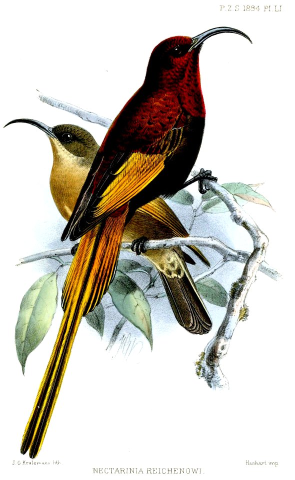 Nectarinia reichenowi
