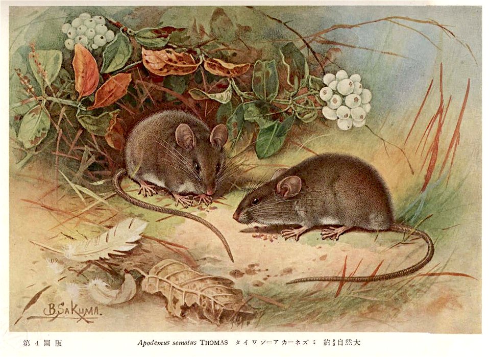 illustration of species 𝘼𝙥𝙤𝙙𝙚𝙢𝙪𝙨 𝙨𝙚𝙢𝙤𝙩𝙪𝙨