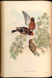 Fringilla burtoni = Callacanthis burtoni[1]