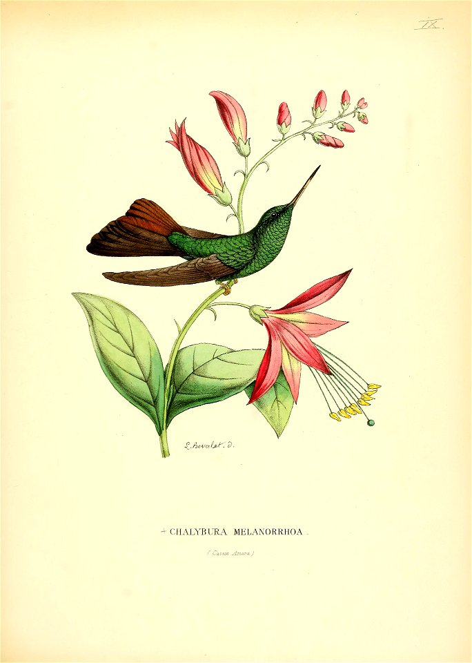 Chalybura melanorrhoa = Chalybura urochrysia melanorrhoa[1]