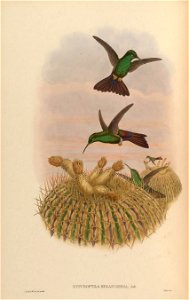 Hypuroptila melanorrhoa = Chalybura urochrysia [1]