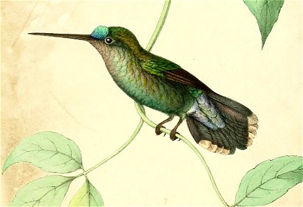 Dorifera euphrosinae = Doryfera johannae[1]
