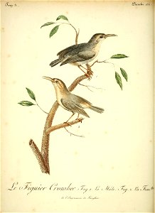 François Levaillant's plate with Long-billed Crombec, 1802