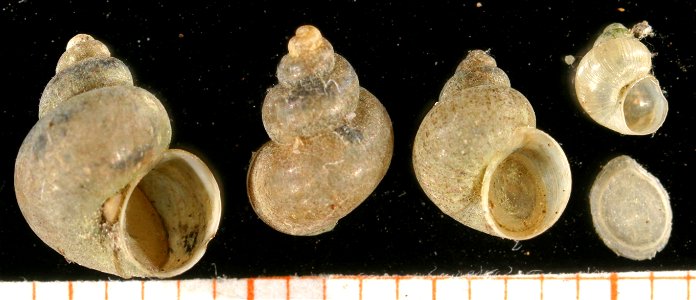 Photo of Bithynia leachii. Scale in mm. Locality: Germany: Schleswig-Holstein, Kellersee. Date: 17-06-1967.