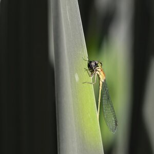 Dragonfly spring nature