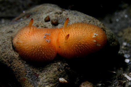 Acanthodoris lutea, pareja en el puerto de Monterey, California