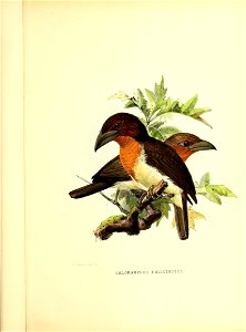 J & Kiulemans deia litli. 

CALORAMPHUS FULIGINOSUS