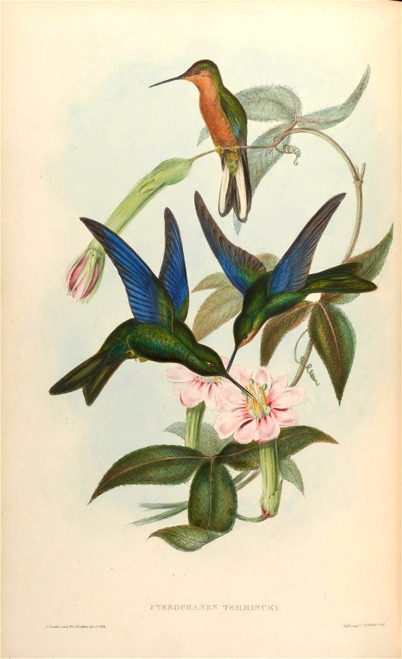 Pterophanes temmincki = Pterophanes cyanopterus [1]
