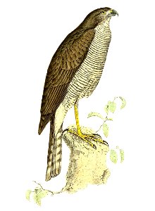 Nisus lantzii = Accipiter madagascariensis (Madagascar Sparrowhawk), adult female