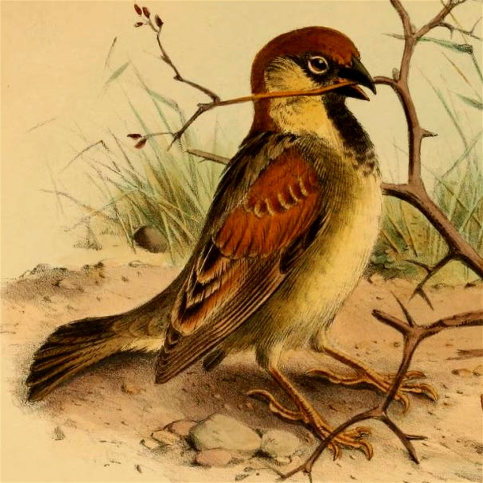 A detail of an illustration by Henrik Grönvold showing a Somali Sparrow, from G. E. Shelley's Birds of Africa