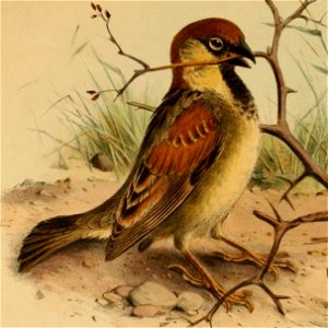 A detail of an illustration by Henrik Grönvold showing a Somali Sparrow, from G. E. Shelley's Birds of Africa
