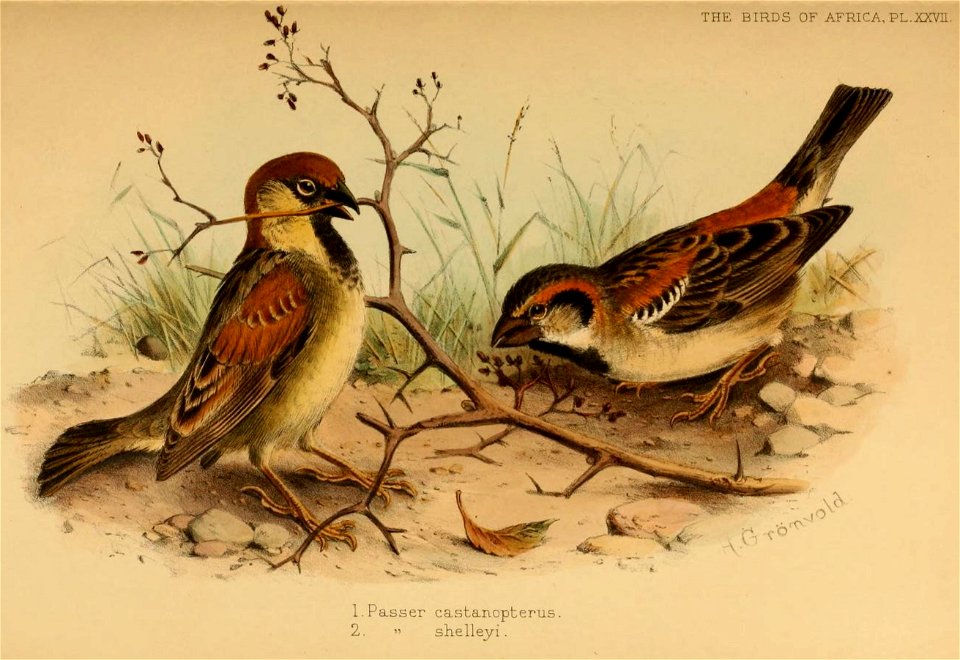 Somali Sparrow (at left) and Shelley's Sparrow (at right), from G. E. Shelley's Birds of Africa