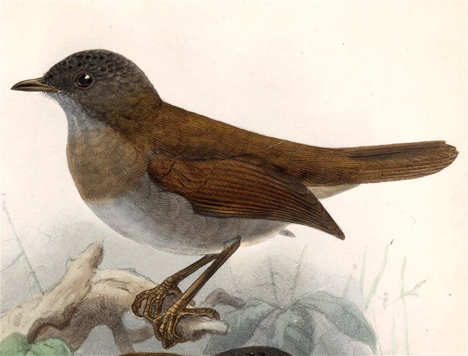 English:  « Catharus gracilirostris » = Catharus gracilirostris (Black-billed Nightingale-thrush)Français :  « Catharus gracilirostris » = Catharus gracili