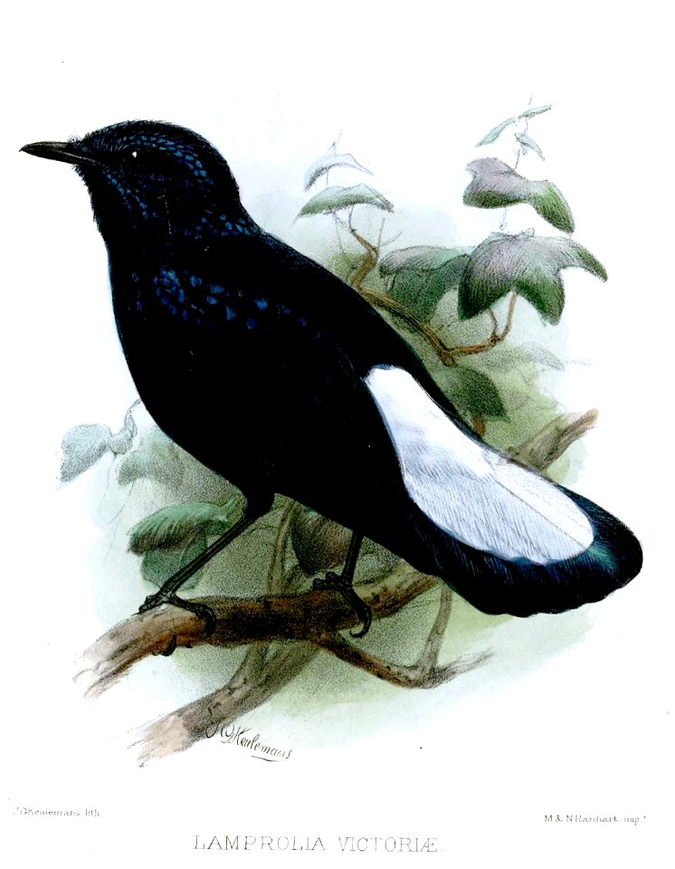 Lamprolia victoriae