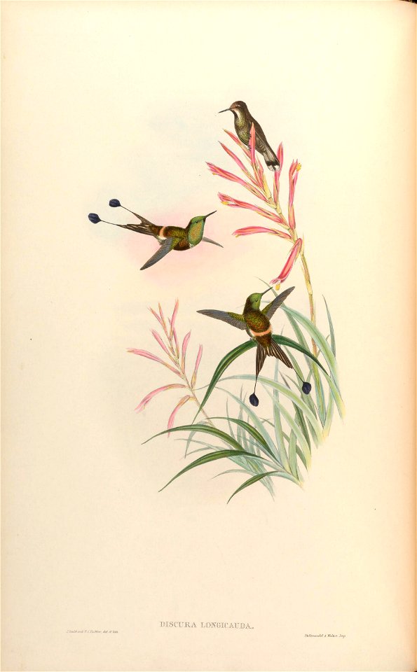 Discura longicauda = Discosura longicauda [1]