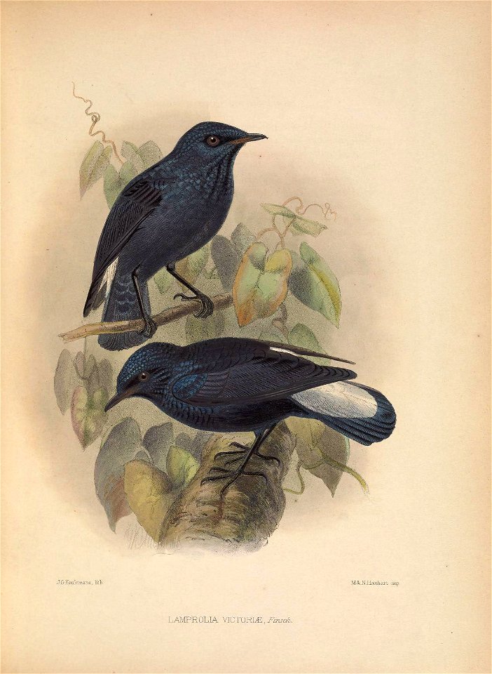 JGiieulemans, Ktli^ 
M S^N .Hssmha.vt imp 

LAMPROLIA MCTORLE, J^iTis^a^.
