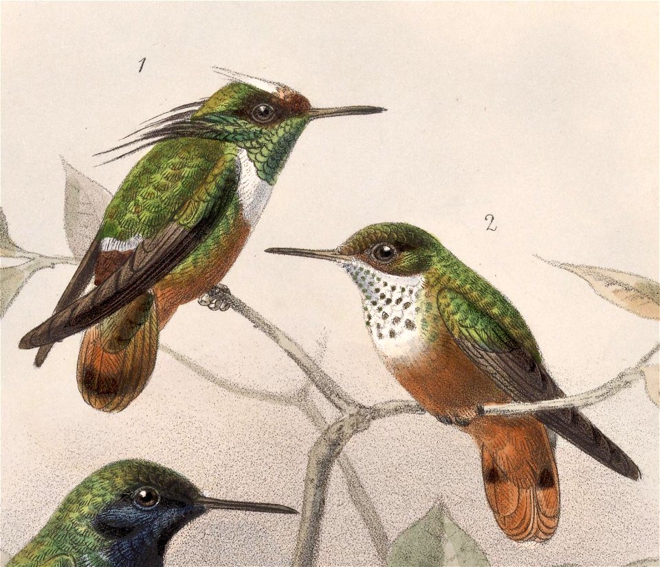 English:  « Lophornis adorabilis » = Lophornis adorabilis (White-crested Coquette) - male and femaleFrançais :  « Lophornis adorabilis » = Lophornis adorab