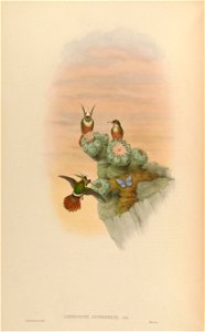 Lophornis adorabilis