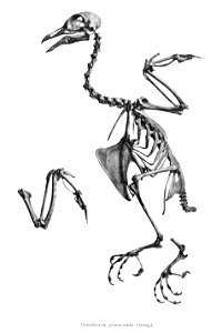Osmotreron griseicauda