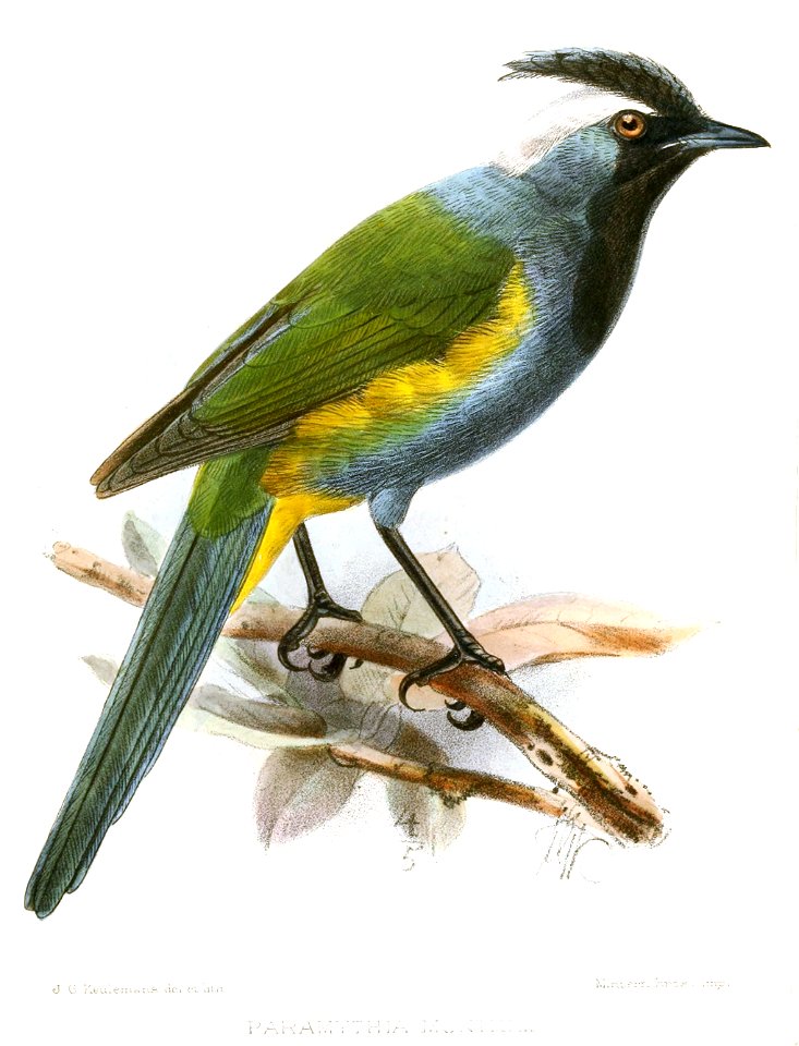 Paramythia montium