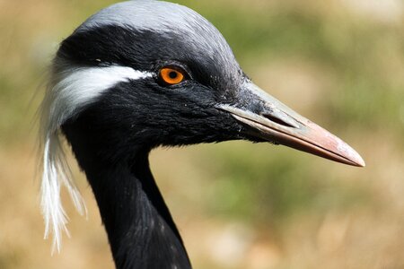 Bird bill animal portrait