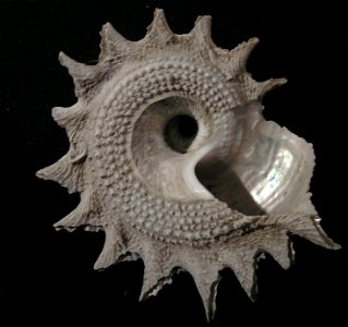 Astraea heliotropium (Martyn, 1784); family Turbinidae; New Zealand