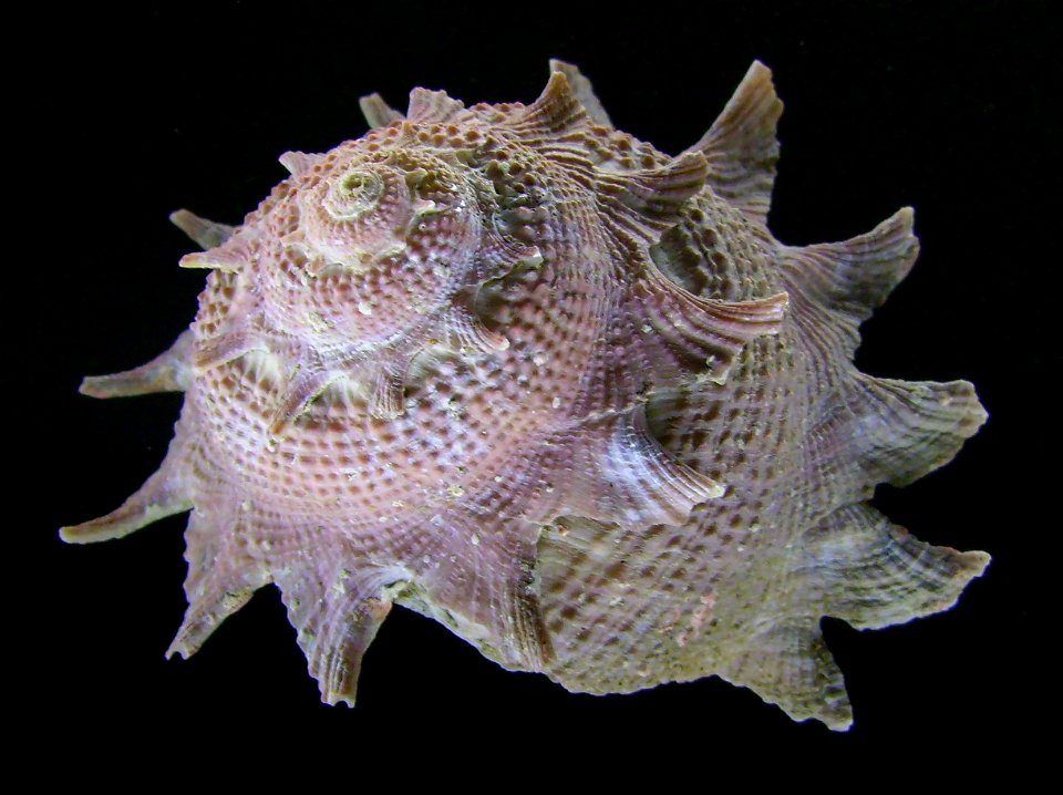 Astraea heliotropium Auckland Museum, New Zealand.




Public domainPublic domainfalsefalse





This work has been released into the  by its author, Graham Bould. This applies worldwide.In some count