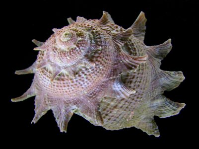 Astraea heliotropium Auckland Museum, New Zealand.




Public domainPublic domainfalsefalse





This work has been released into the  by its author, Graham Bould. This applies worldwide.In some count