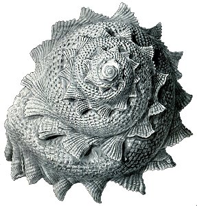 Haeckel Astraea heliotropium