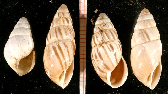 shells of Zebrina detrita (O. F. Müller, 1774). Locality: Szersonlyo, Hungary.