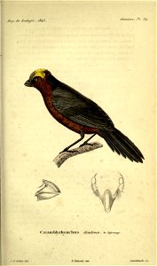 Magasin de zoologie.