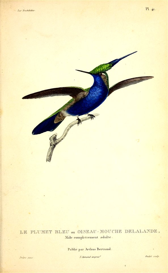 Les trochilidées : ou, Les colibris et les oiseaux-mouches, suivis d'un Index général, dans lequel sont décrites et classées méthodiquement toutes les races et espèces du genre Trochilus /