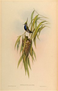 Cephallepis delalandii = Stephanoxis lalandi lalandi [1]