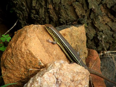 Yellow-throated Plated Lizard. Picture taken in the Magaliesberg in South-Africa photo