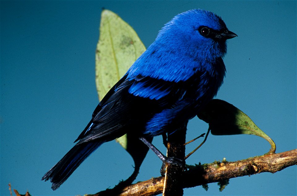Blue-and-black Tanager (Tangara vassorii) from the NBII Image Gallery. Photographed in Cordillera del Cóndor, Ecuador.