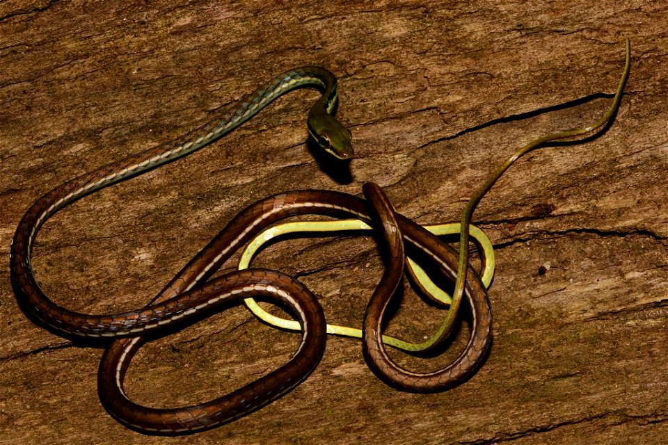 A picture of Boulenger’s bronze-back (Dendrelaphis bifrenalis)