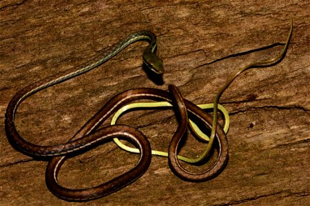 A picture of Boulenger’s bronze-back (Dendrelaphis bifrenalis)