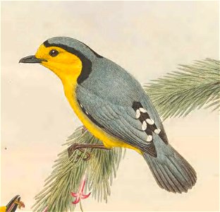 Pachycare flavogriseum in The birds of New Guinea and the adjacent Papuan islands, including many new species recently discovered in Australia. v.3 (Plate 15).