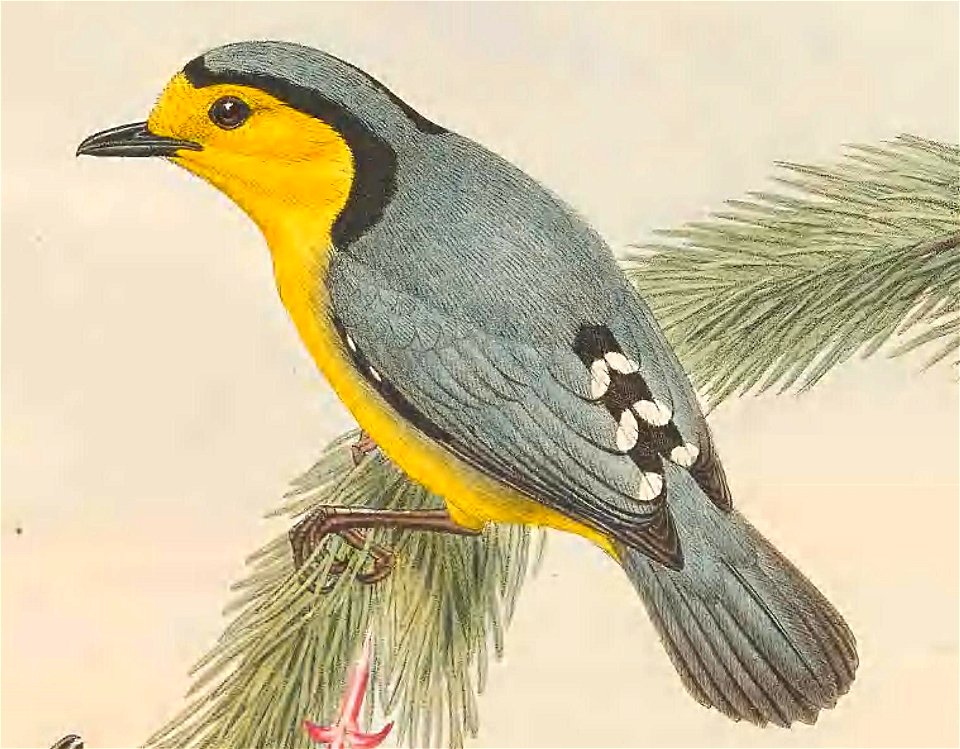 Pachycare flavogriseum in The birds of New Guinea and the adjacent Papuan islands, including many new species recently discovered in Australia. v.3 (Plate 15).