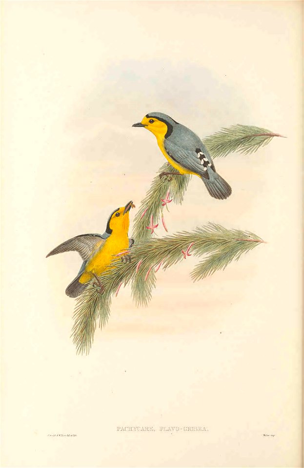 Pachycare flavogriseum in The birds of New Guinea and the adjacent Papuan islands, including many new species recently discovered in Australia. v.3 (Plate 15).