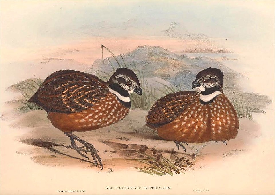 Odontophorus strophium - A monograph of the Odontophorinæ, or, Partridges of America