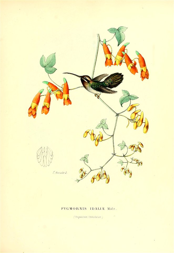 Pygmornis idaliae = Phaethornis idaliae[1]