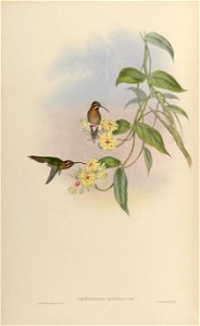 Phaethornis obscura = Phaethornis idaliae [1]