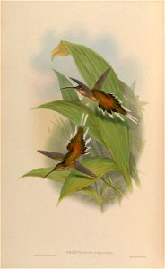 Phaethornis pretrei