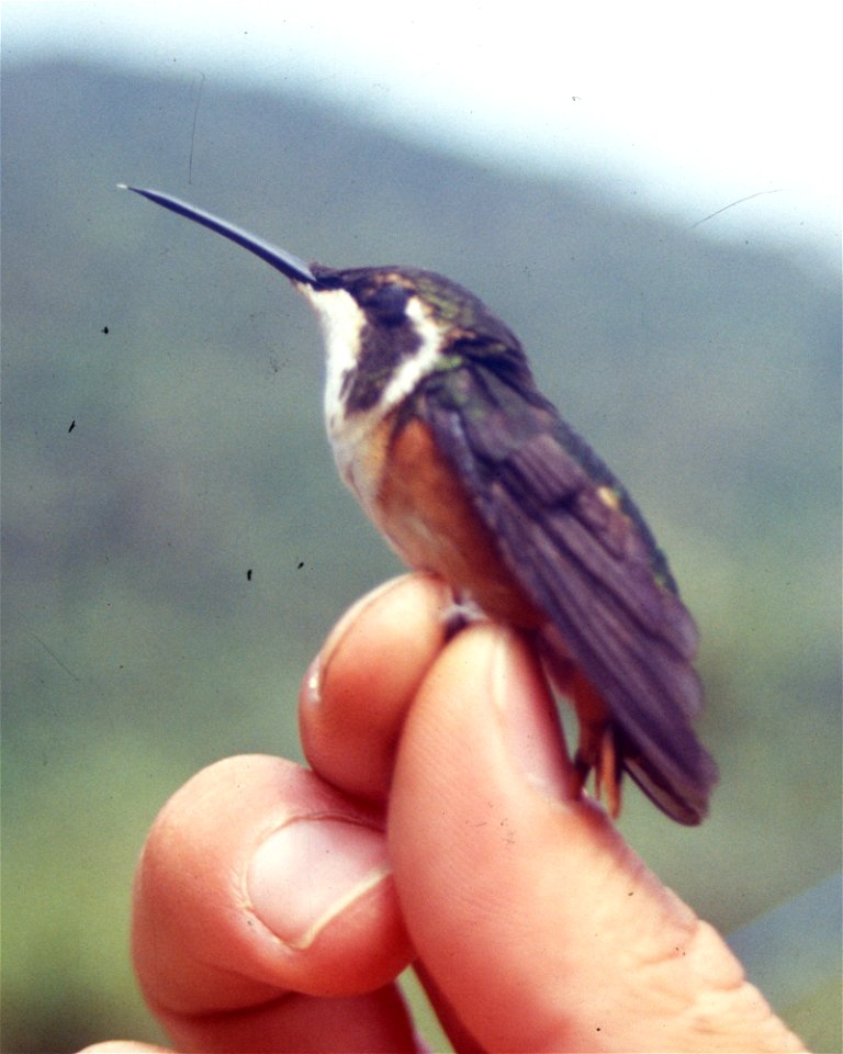 White-bellied Woodstar (Chaetocercus mulsanti) in Ecuador