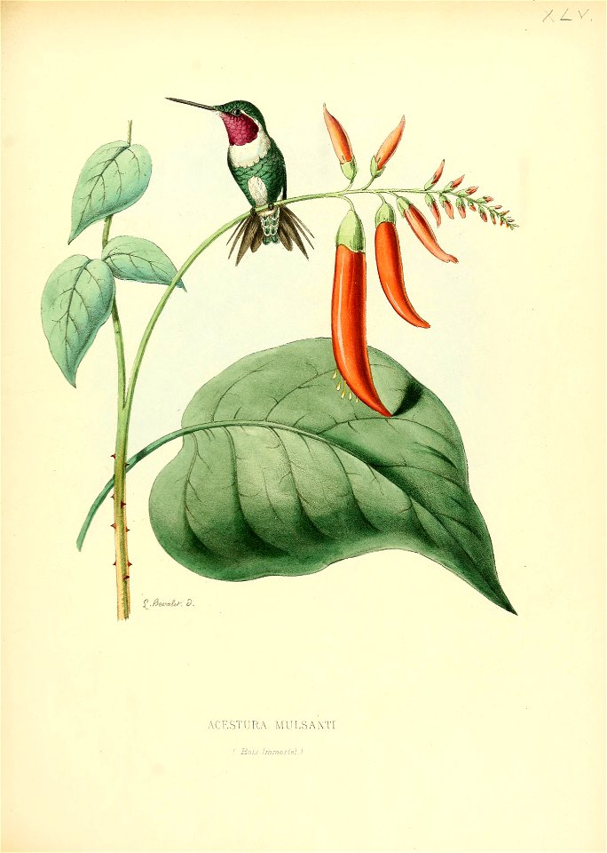Acestura mulsanti = Chaetocercus mulsanti[1]