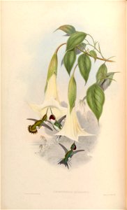 Calothorax mulsanti = Chaetocercus mulsant [1]