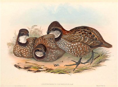Odontophorus columbianus - A monograph of the Odontophorinæ, or, Partridges of America