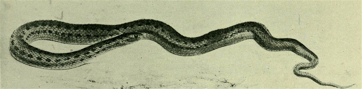 The snakes of South Africa : their venom and the treatment of snake bite / by F. W. Fitzsimmons.